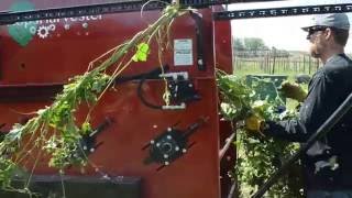 Hopster® harvesting mature plants [upl. by Ulrich]