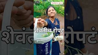 माहेरातून सासरी आलं plant nature monsoon Village homegardning ranbhaji कोकण villagelife [upl. by Enomys]