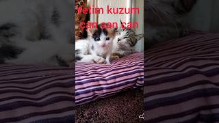 oyy yetim kuzum [upl. by Fakieh]