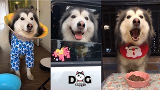 Alaskan Malamute Howling  Eating  Playing Compilation 2021 [upl. by Gretna580]