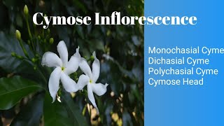 Cymose Inflorescence and its types MonochasialcymeDichasial polychasialCymoseheadcymose [upl. by Lechner]