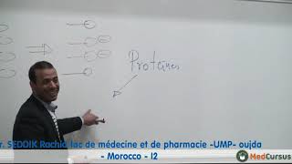 Lhémostase primaire  Partie 2  Pr SEDDIK Rachid fac de médecine oujda Morocco [upl. by Annahsor]