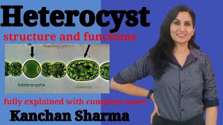 Structure and function of Heterocyst l heterocyst in cyanobacteria l kanchan Sharma [upl. by Oilalue]