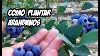 Como Plantar Arandanos con Exito  La Huerta de Ivan [upl. by Ezequiel]