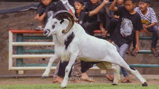 MOMENT KONTES DOMBA DAN JOGED BERSAMA  MAJALENGKA🐏💃🏻 [upl. by Fenner808]