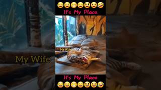 Its My Place 🐯 tigers funnyvideos shorts [upl. by Charters]