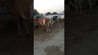 New Fresh latMahria Dairy Farm03480800560 [upl. by Nirre]