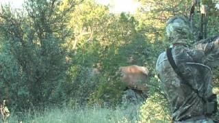 ELK HUNTING Arizona Elk Memories [upl. by Atinahc]