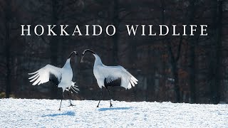 Hokkaido Winter Wildlife Video 2024 [upl. by Adnolaj]