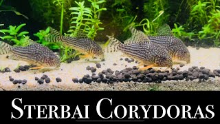 Large Sterbai corydoras in home aquarium [upl. by Phillida]