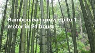 12 Amazing Facts About Bamboo [upl. by Sven467]