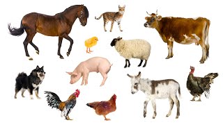 Farm animals for Kids Animal sounds Guess the farm animal [upl. by Megdal713]