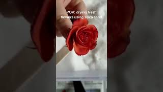 How To Dry Flowers At Home Quickly For Resin  Silica Sand [upl. by Kanya270]