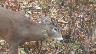 4 Ingredients for Highly Attractive Deer Bedding Areas [upl. by York]