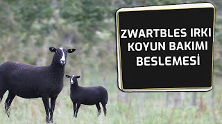 ZWARTBLES IRKI KOYUN ÖZELLİKLERİ BAKIMI VE BESLEMESİ  HEKİM GÖRÜŞÜ  BURSAKESTEL [upl. by Welcy]