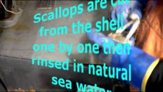 Sea Scallops what are they where do they come from [upl. by Kelwin546]