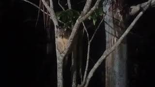 Brush tail possum in a tree with a massive tick on its head [upl. by Ellednek]