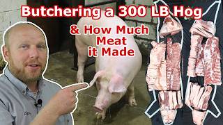 Watch us Butcher a 300 LB Hog See The Cuts it Made and Find out the total Meat Yield [upl. by Ahsata]