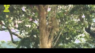 Monkeys batch Comedy With DivyaBharathi  Bobbili Raja [upl. by Gordie906]