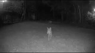 Reader video Coyote family [upl. by Pearle354]