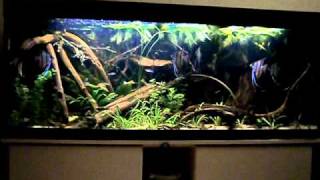 Rio 400 SouthAmerica biotope 5 [upl. by Akkeber]