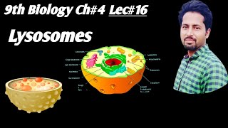 Lysosomes Urdu Hindi 9th Class Biology Chapter4 Lec16  lysosomes cells cytology [upl. by Maggie]