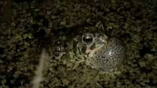 Canadian toads calling [upl. by Lekram]