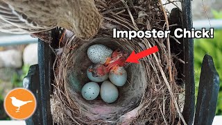 Finch Nest Parasitized by Cowbird [upl. by Chabot]