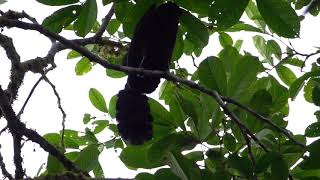 Longwattled Umbrellabird singing [upl. by Tormoria409]