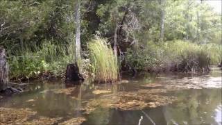 Cahooque Creek Croatan National Forest  Canoe [upl. by Waynant]