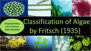 Classification of Algae by Fritsch  11 classes with characteristics and examples [upl. by Eryt433]