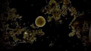 🔬 living under a dark field microscope 4  smooth microcosmos in the puddle ralaxing sound Full HD [upl. by Dagmar]