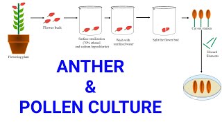 Anther and Pollen or Microspore culture  Production of male haploid plants  Androgenesis [upl. by Boswall900]