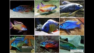 TOP 10 MALAWI HAP CICHLIDS [upl. by Celinka162]