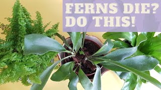 BOSTON FERN PLANT CARE  Why are My Boston Fern Leaves Turning Brown  Boston Fern Care Tips [upl. by Ynabla]