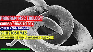 Schistosomes Pathogenicity and Laboratory Diagnosis [upl. by Yukio]