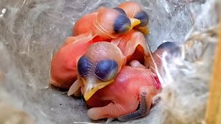 Babies of the Zitting cisticola bird are sleeping birdswithme107 [upl. by Naeerb]