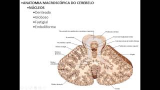 ANATOMIA MACROSCÓPICA DO SNC PARTE 2  CEREBELO E DIENCÉFALO [upl. by Esac]