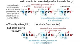 What quotresiduesquot are how they compare and relate to amino acids and why the distinction may matter [upl. by Yntirb]