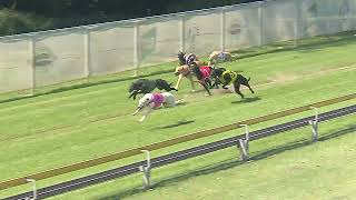 CapalabaWednesday18092024Race5 [upl. by Danialah]