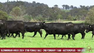 Glenmorgan Female Sale [upl. by Seagrave]