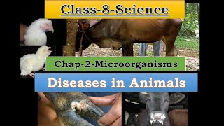 Disease Causing Microorganisms in Animals amp Plants  CBSE Class 8 Science [upl. by Alyahsal]