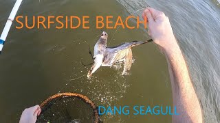 Surfside Beach Fishing  Freeport TX  Damn Seagull [upl. by Kcinom]