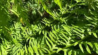 Hard to videoGiant Chain Fern [upl. by Adnolat355]