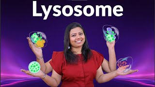 Lysosomes [upl. by Danforth714]