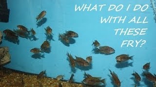 How to breed African Cichlids Part 8 quotGetting rid of the fryquot [upl. by Tebor]