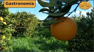 Aranciata Sanpellegrino  Lezione di siciliano [upl. by Winna]