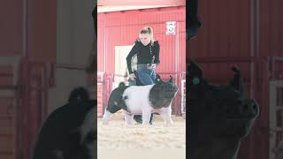 Karis 2 years ago vs Now showing pigs at livestock shows showpigs pigs [upl. by Eetak]