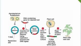 Agrobacterium Mediated Gene Transfer Ti PlasmidTDNA [upl. by Trinity]