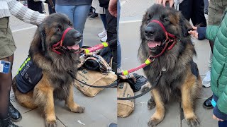 🐕‍🦺Watch this Cute Dog Charm Everyone at Horse Guards Parade [upl. by Liemaj]